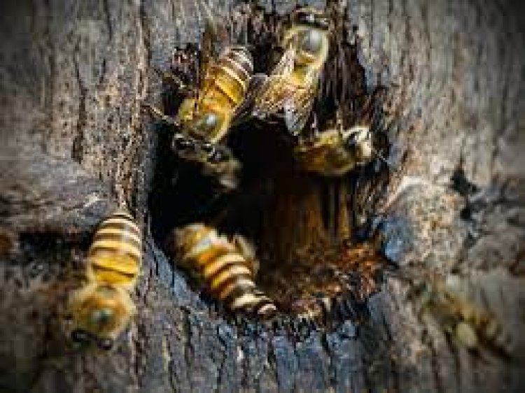 “ผึ้งโพรง”ใต้ วูบ 60 เปอร์เซ็นต์ ส่วนทาง“ผึ้งพันธุ์”เหนือราคาพุ่งรอบ 20 ปี