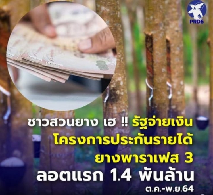 ชาวสวนยางเฮ! รัฐบาลจ่ายเงิน “โครงการประกันรายได้ชาวสวนยาง เฟส 3” ล็อตแรกแล้วกว่า 1.4 พันล้านบาท