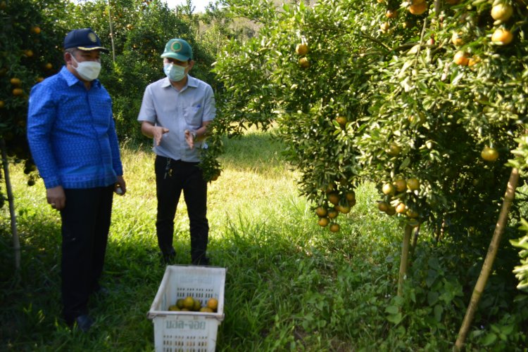 โควิดพ่นพิษเกษตรกรปลูกส้มโชกุนเบตงยอดขายวูบ