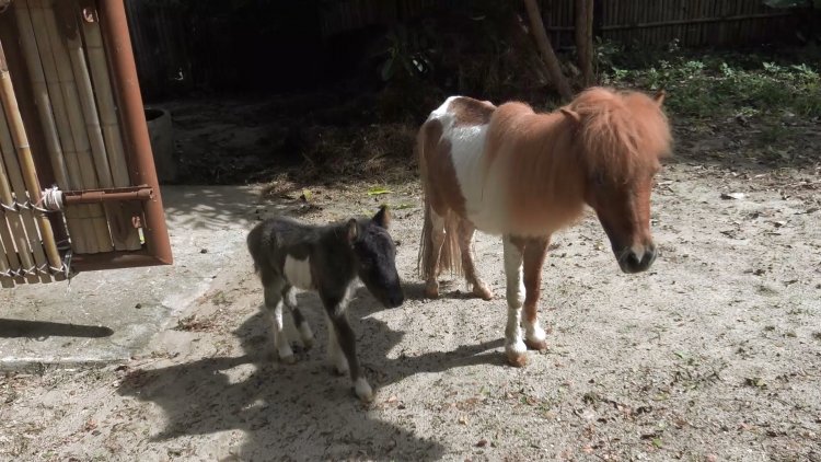 ฮือฮา!แม่ม้าแคระเดลี่ให้กำเนิดลูกม้าแคระเชทแลนด์มีแห่งเดียวที่สวนสัตว์สงขลา (มีคลิป)