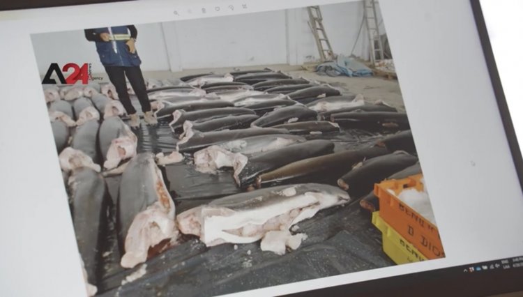 ฉลามเสี่ยงสูญพันธุ์จากการค้าครีบและการจับปลามากเกินไปทางตอนเหนือของเปรู