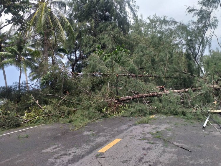 ระทึก!6ชีวิตรอดเฉียดฉิวลมฝนซัดโค่นต้นสนยักษ์ล้มฟาดรถเก๋ง (ชมคลิป)