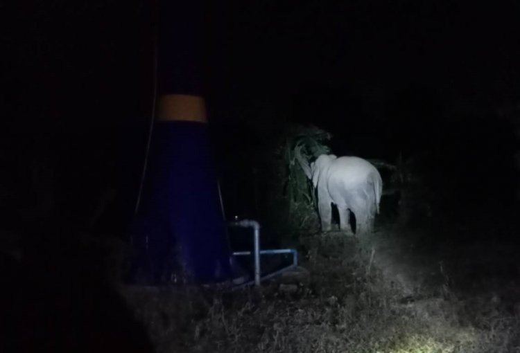 ช้างป่าสีดอแก้วสุดเชื่อง หลงเสน่ห์ชาวบ้านไม่ยอมกลับ ยังวนอยู่ที่เดิมทั้งวันทั้งคืน