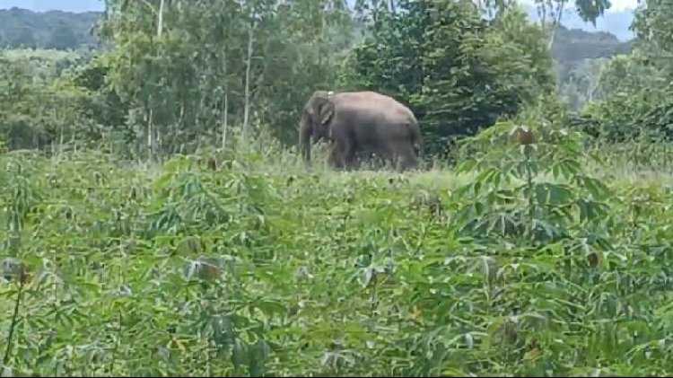 ช้างป่าทับลานกลับคืนเขาอีก 2 ตัวเมินตามฝูงลุยออกหากินทำชาวบ้านผวาหนัก