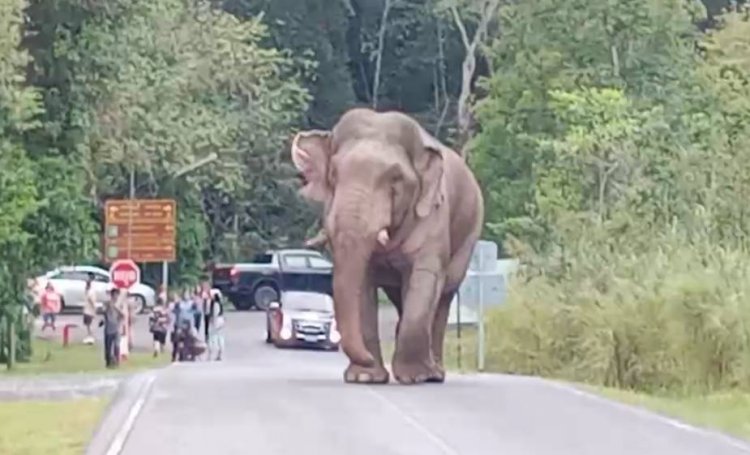 ตื่นตาตื่นใจ..ช้างป่าเขาใหญ่โผล่โชว์ตัวเดินขวางถนน นักท่องเที่ยวแห่ถ่ายภาพสุดประทับใจ