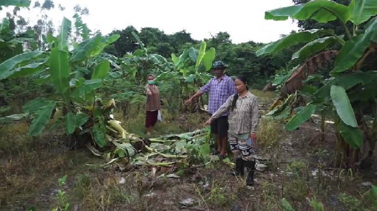 ชาวบ้านกบินทร์บุรีผวาโขลงช้างอ่างฤาไนแม่ลูกอ่อนบุกทำลายสวนกล้วย