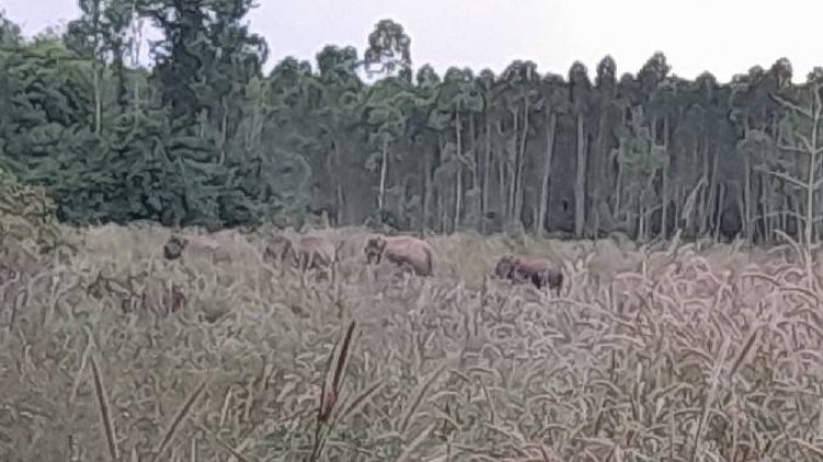 แล้งขาดแคลนอาหาร!โขลงช้างป่า 120 ตัว(+) ข้ามฝั่งจากแปดริ้วอยู่เชิงเขาปราจีนฯหากินในป่าอ้อยยาวผลักดัน ไม่ยอมกลับ