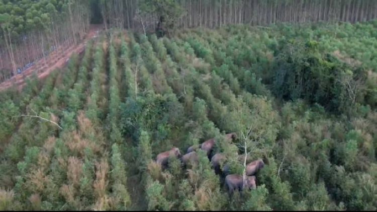 ผลักดันโขลงช้างป่าเขาอ่างฤาไน40ตัว(บวก)ข้ามฝั่งจากแปดริ้วมาหากิน พ้นป่าไร่อ้อย-มันสำปะหลัง-สวนปาล์มเกษตรกร