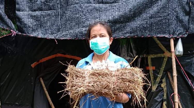 สาวปราจีนบุรีเพาะเห็ดโคนน้อย  7 วันขายสร้างรายได้วันละ   300 -500 บาท