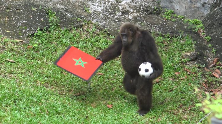 สีสัน!“เจ้าจ้อน” ลิงชิมแปนซีฉลาดและแสนซนสวนสัตว์สงขลาทายผล"โมร็อกโกโค่นฝรั่งเศส" ศึกเวิลด์คัพ2022