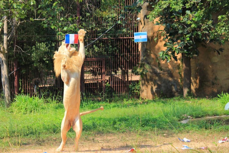 ทายแม่นยิ่งกว่ากูรู"เจ้าบอย" สิงโตขาว สวนสัตว์ขอนแก่น ฟันธง "ฝรั่งเศส" คว้าแชมป์บอลโลกปีนี้แน่นอน