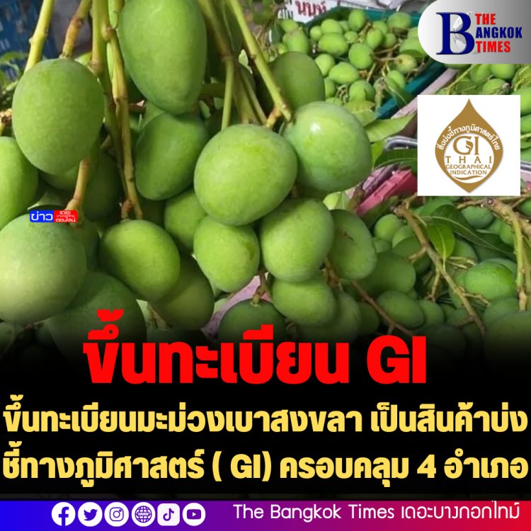 ขึ้นทะเบียนมะม่วงเบาสงขลา เป็นสินค้าบ่งชี้ทางภูมิศาสตร์ ( GI) ครอบคลุม 4 อำเภอ