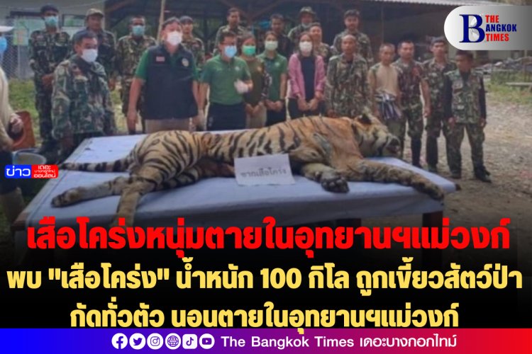 พบ "เสือโคร่ง" น้ำหนัก 100 กิโล ถูกเขี้ยวสัตว์ป่ากัดรอบทั่วตัว นอนตายในอุทยานฯแม่วงก์