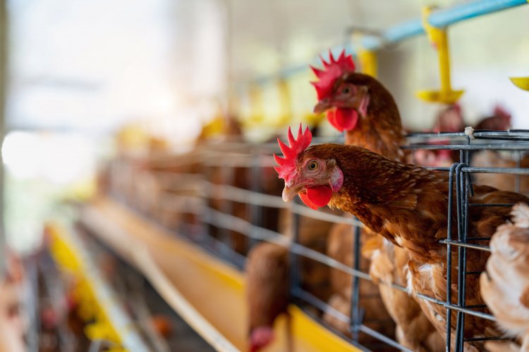 หลายปัจจัยดันต้นทุนการผลิตพุ่ง สวนทางราคาขายไข่ไก่