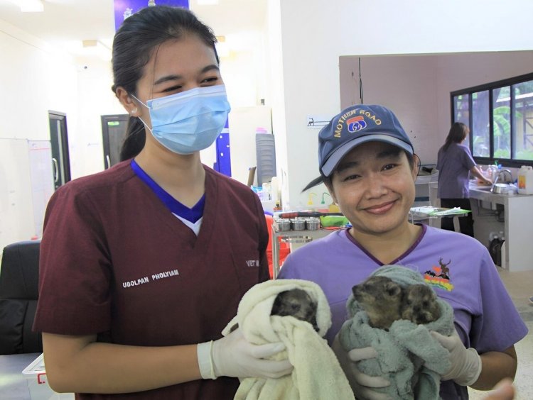 ครั้งแรกของไทย!สวนสัตว์ขอนแก่น ประสบความสำเร็จ เพาะขยายพันธุ์ลูกร็อคไฮแรกซ์ 3 ตัว