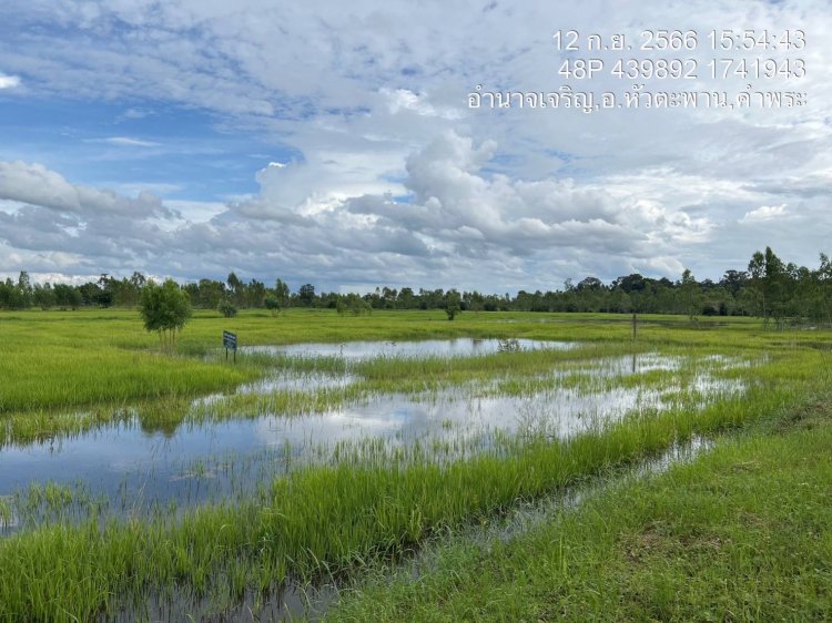 ฝนตกหนักเขื่อนระบายน้ำทิ้งเอ่อท่วมนาข้าวอำนาจเจริญกว่า 600 ไร่ ปภ.-ชลประทานเร่งสำรวจความเสียหายช่วยเหลือ