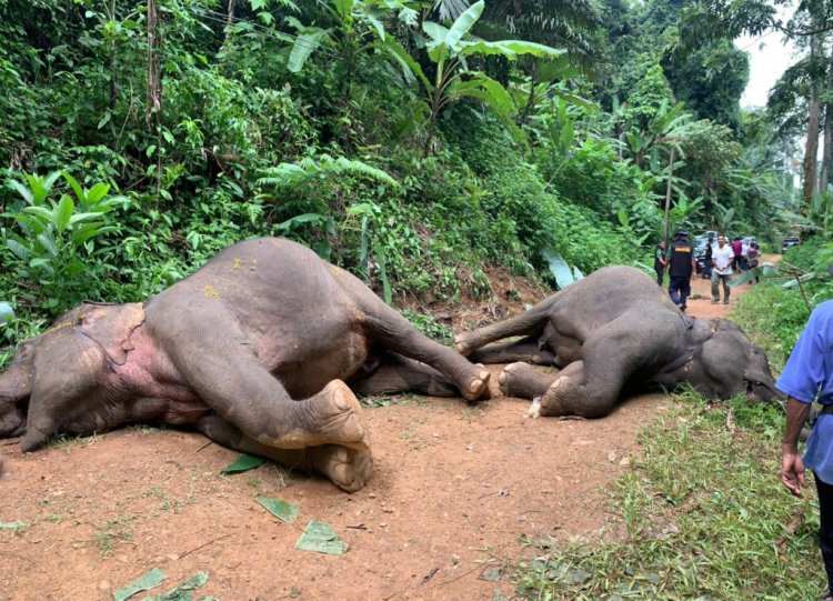 สลด!ช้างป่า 2 ตัวถูกไฟช็อตตายน่าเวทนากลางสวนทุเรียน