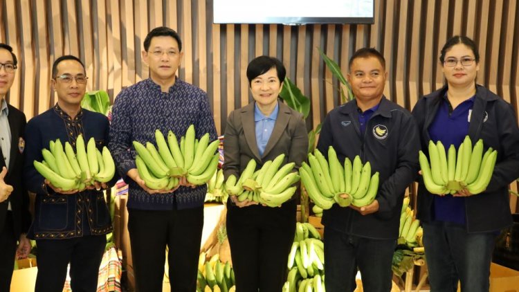 โอกาสทองกล้วยหอมโคราชญี่ปุ่นสั่งซื้อบิ๊กล็อตกว่า 5 พันตัน