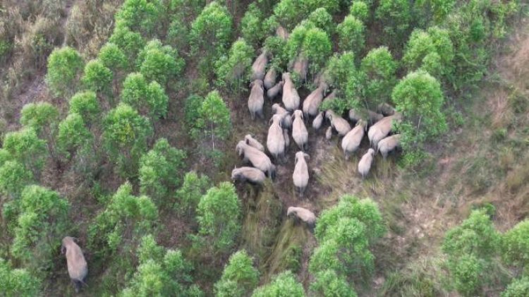 ยิ่งขับไล่ยิงพาโขลงช้างจากแปดริ้วยกพลมาสมทบเพิ่มยึดพื้นที่ป่าปราจีนฯ
