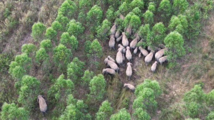 เสียงร้องคนกบินทร์บุรี...วิงวอนรัฐบาลมองช้างป่าสร้างปัญหาระดับชาติ
