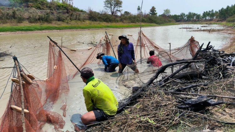 ส่องชีวิตคน"กองเยาะ" ลงแขกจับปลากินแบบวิถีคนลุ่มน้ำห้วยกุดกุง ยโสธร