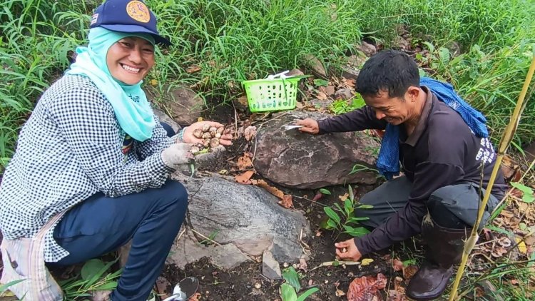 ฝนตกชุก เห็ดเผาะครบุรี ออกทุกเขา ชาวบ้านเก็บขายได้เงินดี