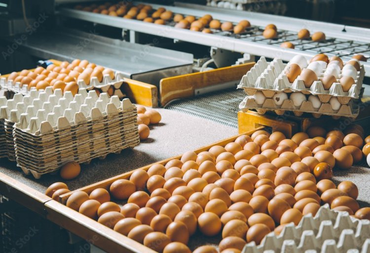 แม่ไก่ไม่ไข่ ผลผลิตน้อย ราคาปรับตามกลไกตลาด ภายใต้การดูแลของ “ก.พาณิชย์” 