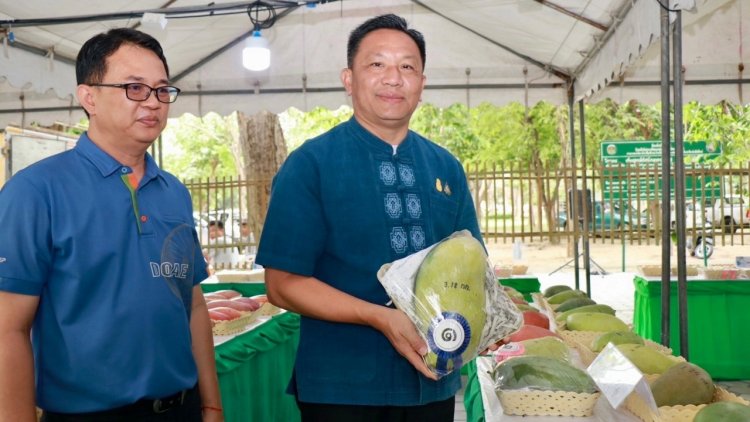 เกษตรกรเชียงใหม่แอปปี้ราคามะม่วงล่าฤดูปีนี้ดีกว่าปีที่ผ่านมา 100%