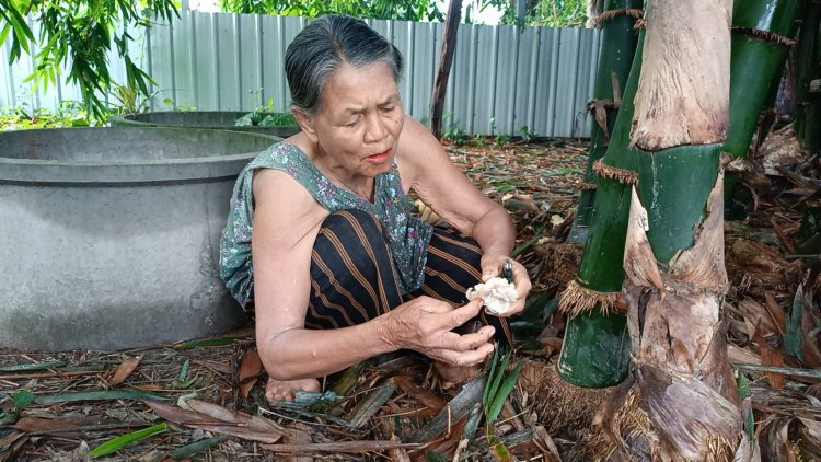 ยายเก็บเห็ดใต้กอไผ่ หลานนำไปแกงกิน อ้วกไม่หยุด หาม 5 ชีวิตส่ง รพ.วุ่น
