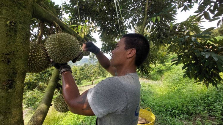 ชาวสวนเบตงเร่งเก็บทุเรียน 'โอฉี่ มูซานคิงส์'ขายทั้งออฟไลน์-ออนไลน์