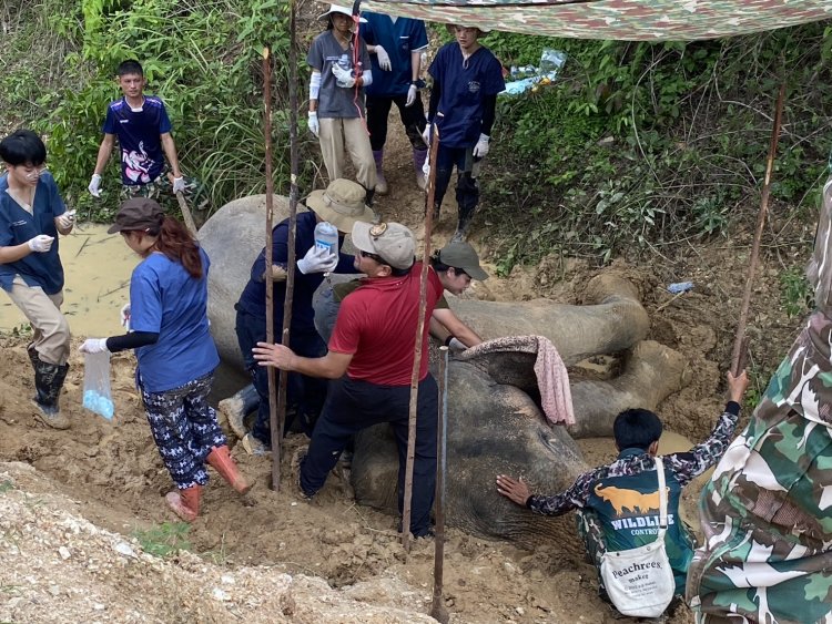 หมดสุดยื้อ ช้างป่าสีดอวัย 50 ปี บาดเจ็บแผลเท้าอักเสบล้มแล้ว