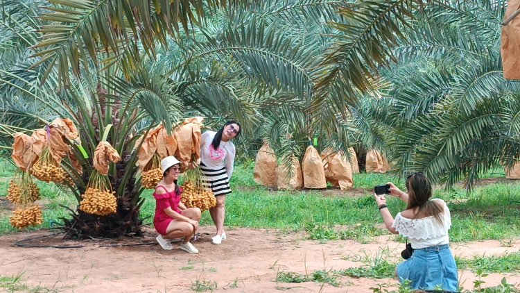 นักท่องเที่ยวแห่ ชิม ช้อป สวนอินทผลัมกินสดพันธุ์บาฮี “ไร่ดังใหม่”ครบุรี คึกคัก