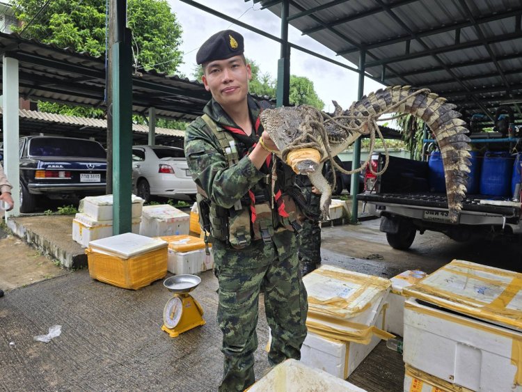 ทหารหน่วยเฉพาะกิจราชมนูสกัดตรวจยึดไอ้เข้ งูเห่า สัตว์สงวน 38 ลัง