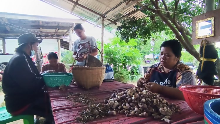 ฝนชุกอากาศร้อนชื้นเห็ดผึ้งขมขึ้นพรึ่บ คนครบุรี เก็บขายทำรายได้เสริมสุดปัง