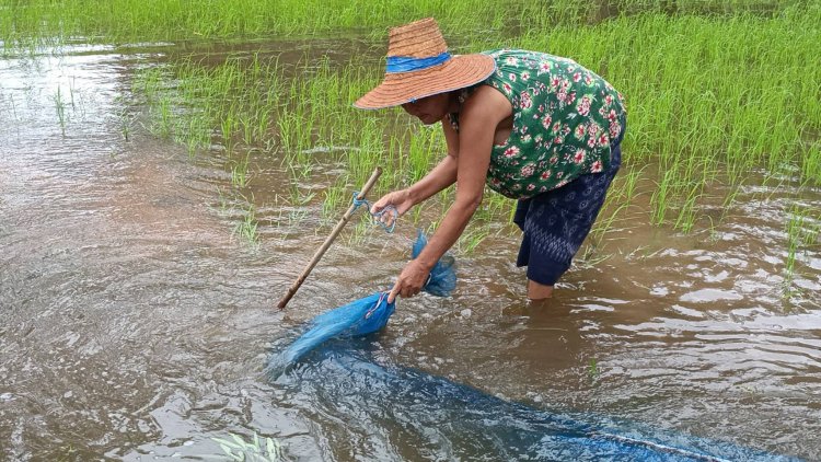 คนกบินทร์บุรีพลิกวิกฤติน้ำท่วมคลี่คลายลุยจับปลาทำเมนูพื้นบ้านรสเด็ดหมกหม้อ แซ่บคัก!