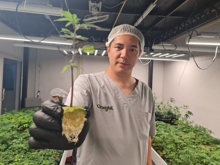 หนุ่มโคราชตั้งบริษัทผลิตกัญชาส่งออกใช้เทคโนโลยี Aeroponic เจาะตลาดยุโรป
