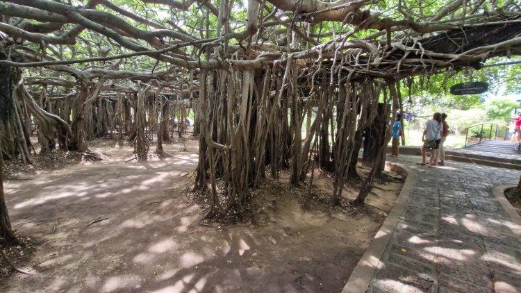 นทท.แห่ชมอุทยานไทรงามโคราชคึกคัก หลังแผ่กิ่งก้านสวยงามรับหน้าฝน
