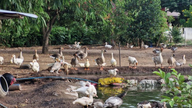 สาวใหญ่สู้ชีวิต ผันตัวเลี้ยงไก่ เป็ด ห่าน ไก่งวง หมูป่า รายได้ปังครึ่งแสนต่อเดือน