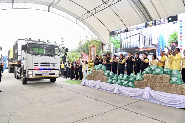 หญ้าอาหารสัตว์พระราชทานกว่า 5 พันตันลำเลียงส่งช่วยเกษตรกรผู้เลี้ยงสัตว์ที่ประสบภัย