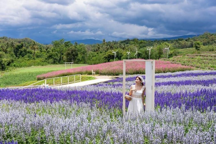 นักท่องเที่ยวแห่สัมผัสลมหนาวทามกลางสวนดอกไม้เขาใหญ่