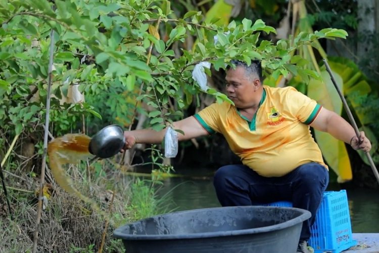 น้ำหมักปลาคางดำเพิ่มผลผลิต รักษาระบบนิเวศ อย่างมีประสิทธิภาพ