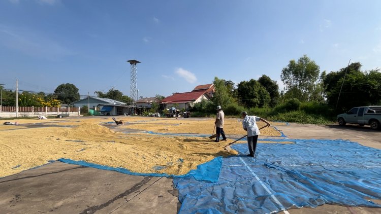 ผู้ว่าฯขอนแก่น เปิดลานหน้าอำเภอ-โรงพักและสถานที่ราชการทั้งจังหวัดให้ชาวนาตากข้าว
