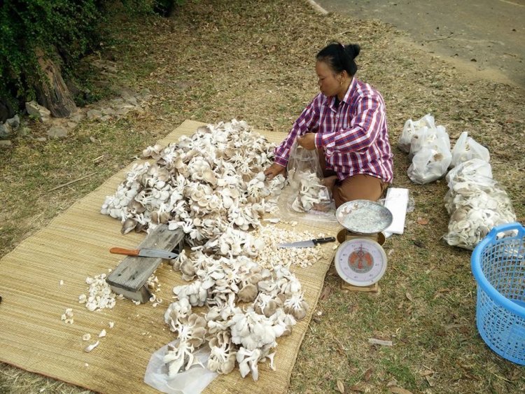 เปิดตัว “เห็ดภูฏาน" ลูกผสมสายพันธุ์ใหม่เห็ดยอดนิยม เพิ่มทางเลือกให้เกษตรกร