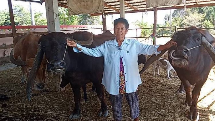 ชีวิตขัดสน!ยายประกาศขายควายเขาแปลกแถมลูก 2 ตัวนำเงินเลี้ยงสามี-ลูกพิการ