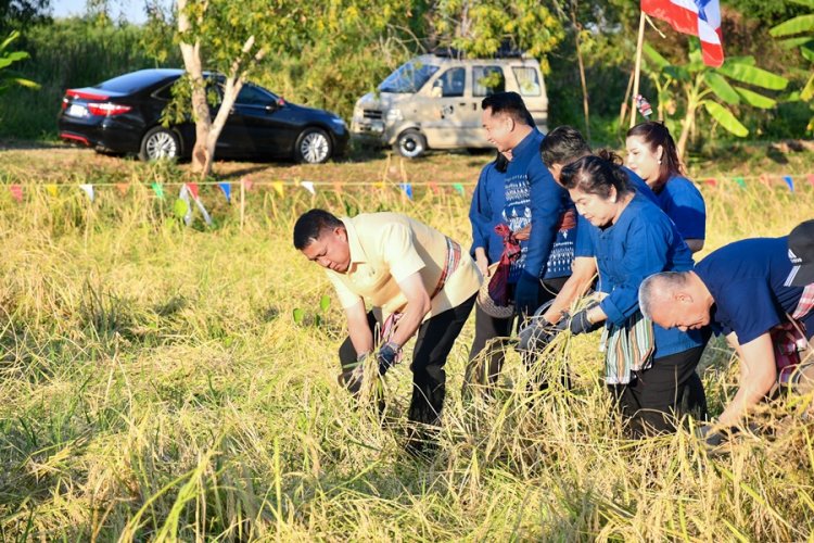 ผู้ว่าฯชลบุรีนำเกี่ยวข้าวอนุรักษ์ภูมิปัญญาอาชีพทำนาให้อยู่คู่ท้องถิ่น