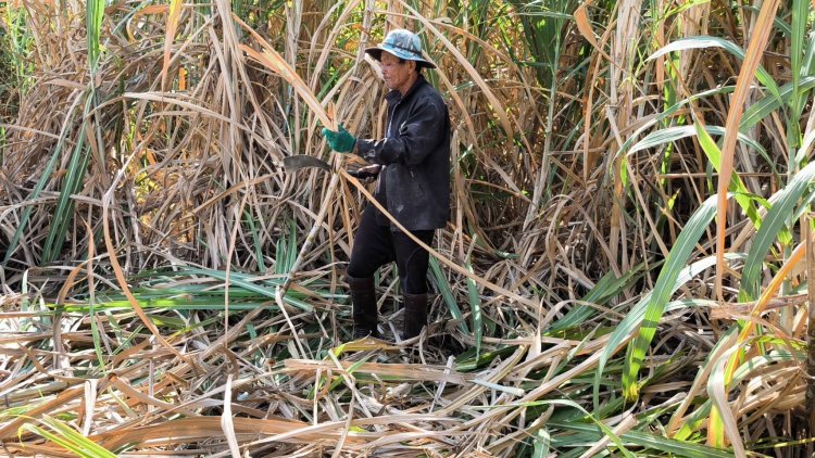 เกษตรกรเมืองพิมายไม่กลัวถูกตัดสิทธิ์ เพราะตัดอ้อยสดเข้าโรงงาน