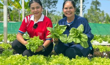 สร้างสุขภาพดี มีรายได้ยั่งยืน “โก โฮลเซลล์” รับซื้อผักออร์แกนิกชาวสวนสงขลา