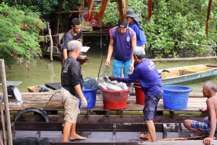 ชู‘ปลากะพงสามน้ำทะเลสาบสงขลา’สินค้า (GI)ลุยยกระดับสู่สินค้าเกษตรมูลค่าสูง