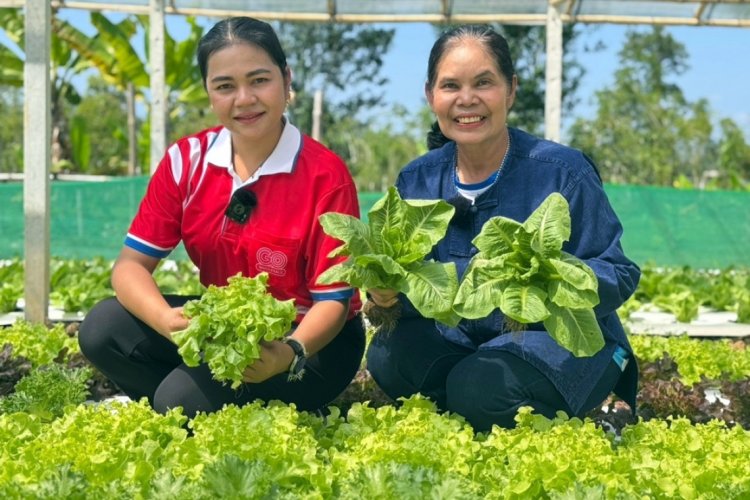 สร้างสุขภาพดี มีรายได้ยั่งยืน “โก โฮลเซลล์” รับซื้อผักออร์แกนิกชาวสวนสงขลา