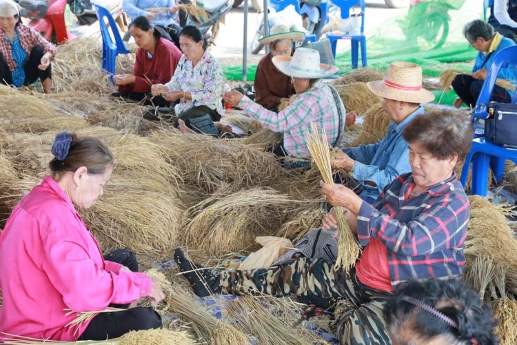 เตรียมจัดยิ่งใหญ่ประเพณีสู่ขวัญข้าวชาวไทยทรงดำ บ้านวังพิกุล เมืองพิษณุโลก 1-2 มี.ค.นี้